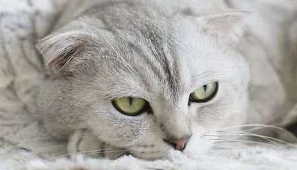 1388开奖网-足协评议：西海岸vs国安高迪踩踏侯森犯规，进球无效判罚正确